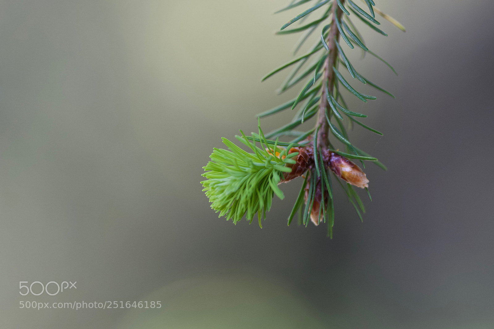 Sony a6000 sample photo. Art by nature photography