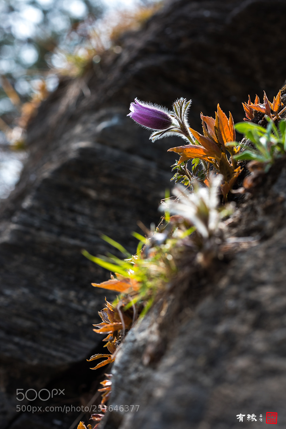 Nikon D810 sample photo. . photography