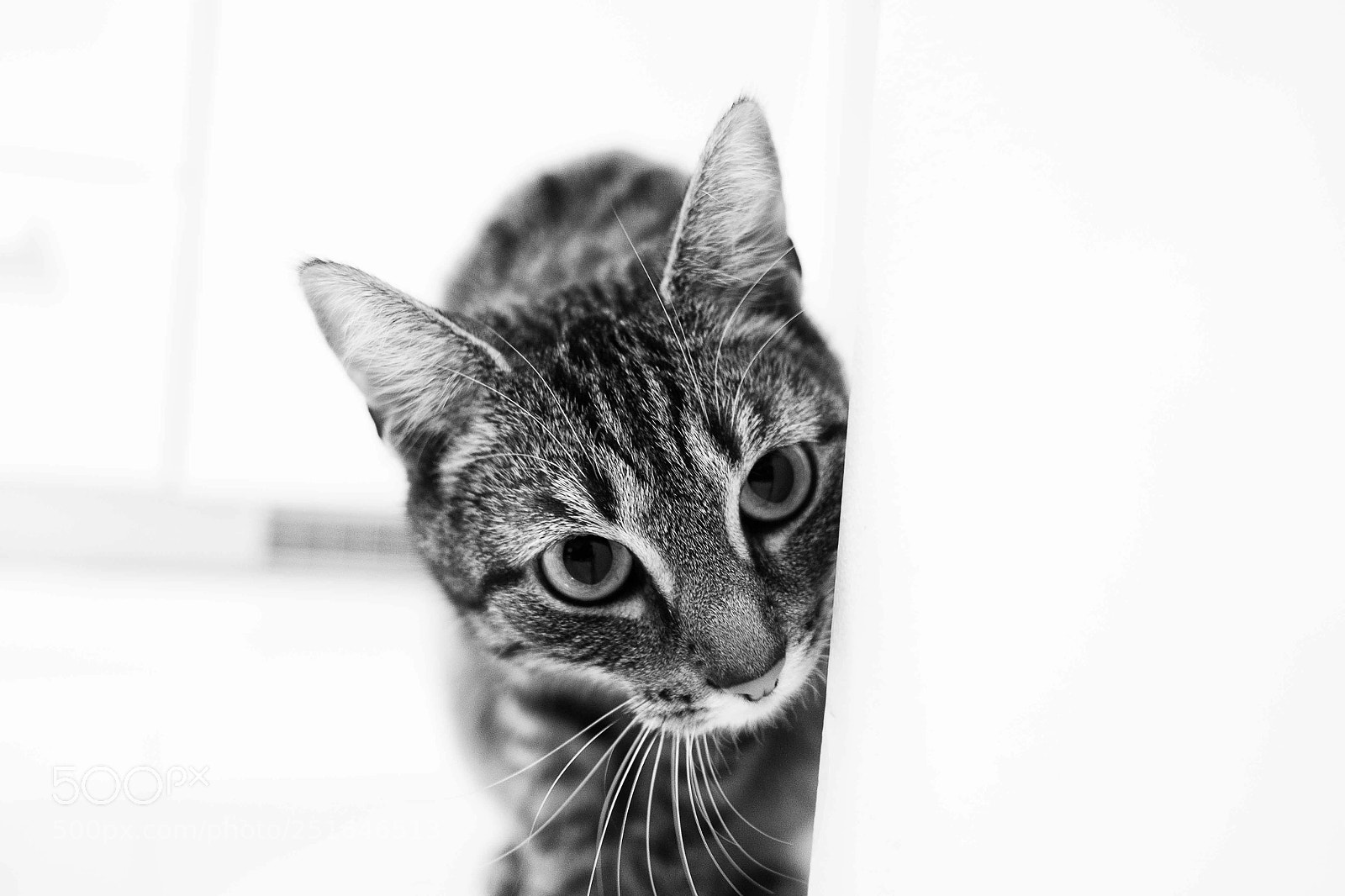 Fujifilm X-M1 sample photo. Cat photography