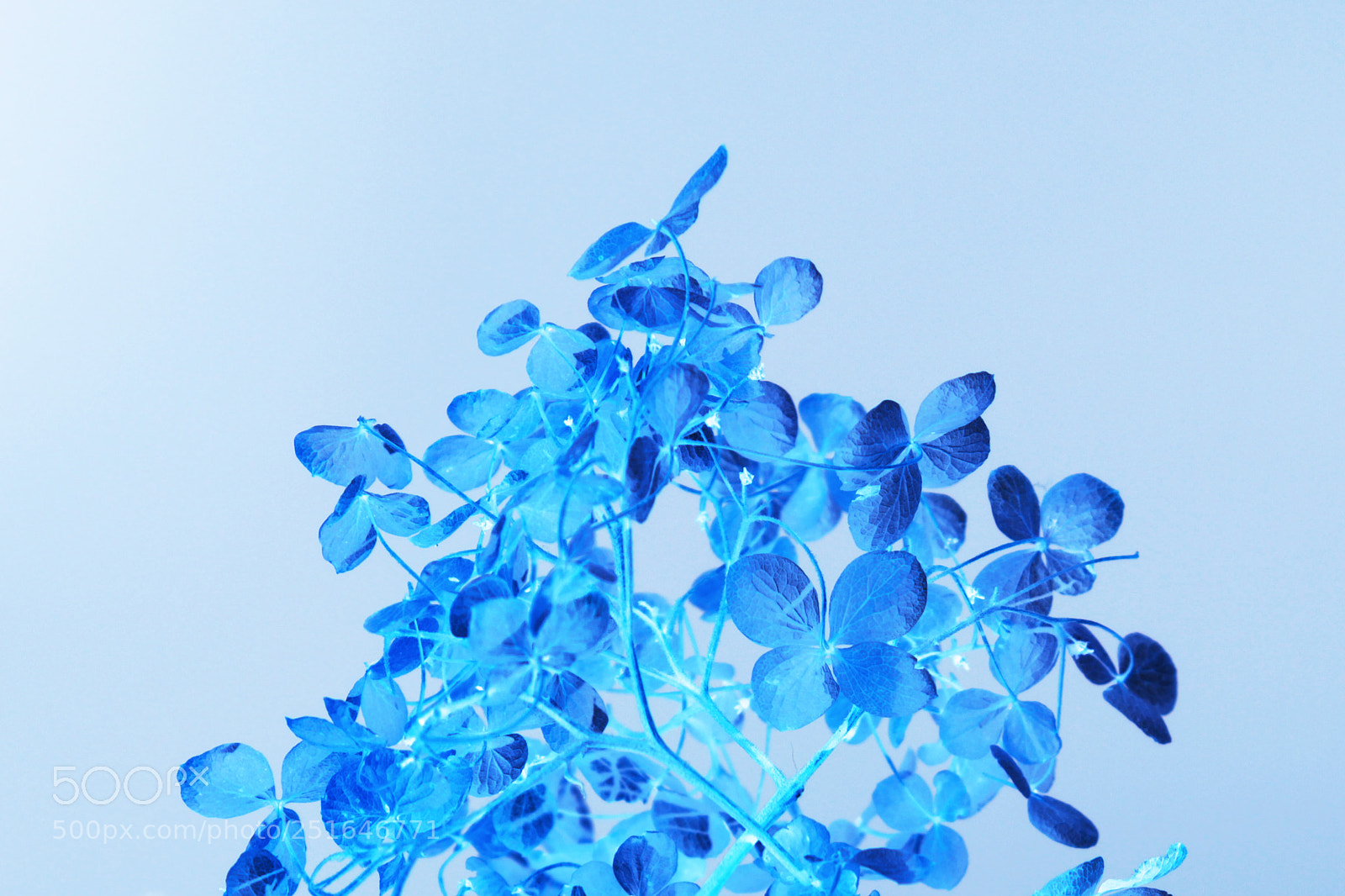Canon EOS 600D (Rebel EOS T3i / EOS Kiss X5) sample photo. Dried inflorescence of hydrangeas photography