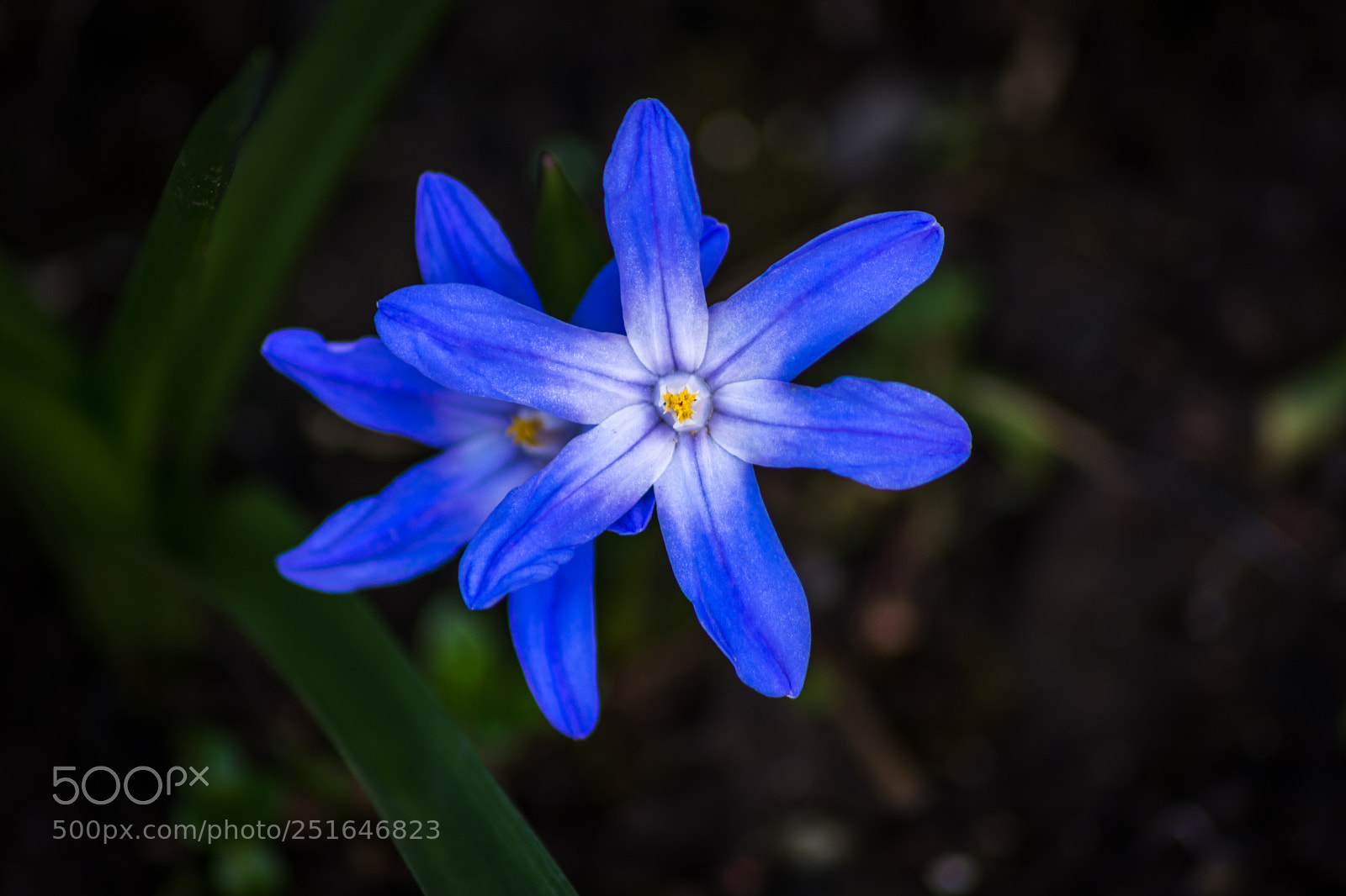 Nikon D7200 sample photo. Chionodoxa luciliae - glory photography