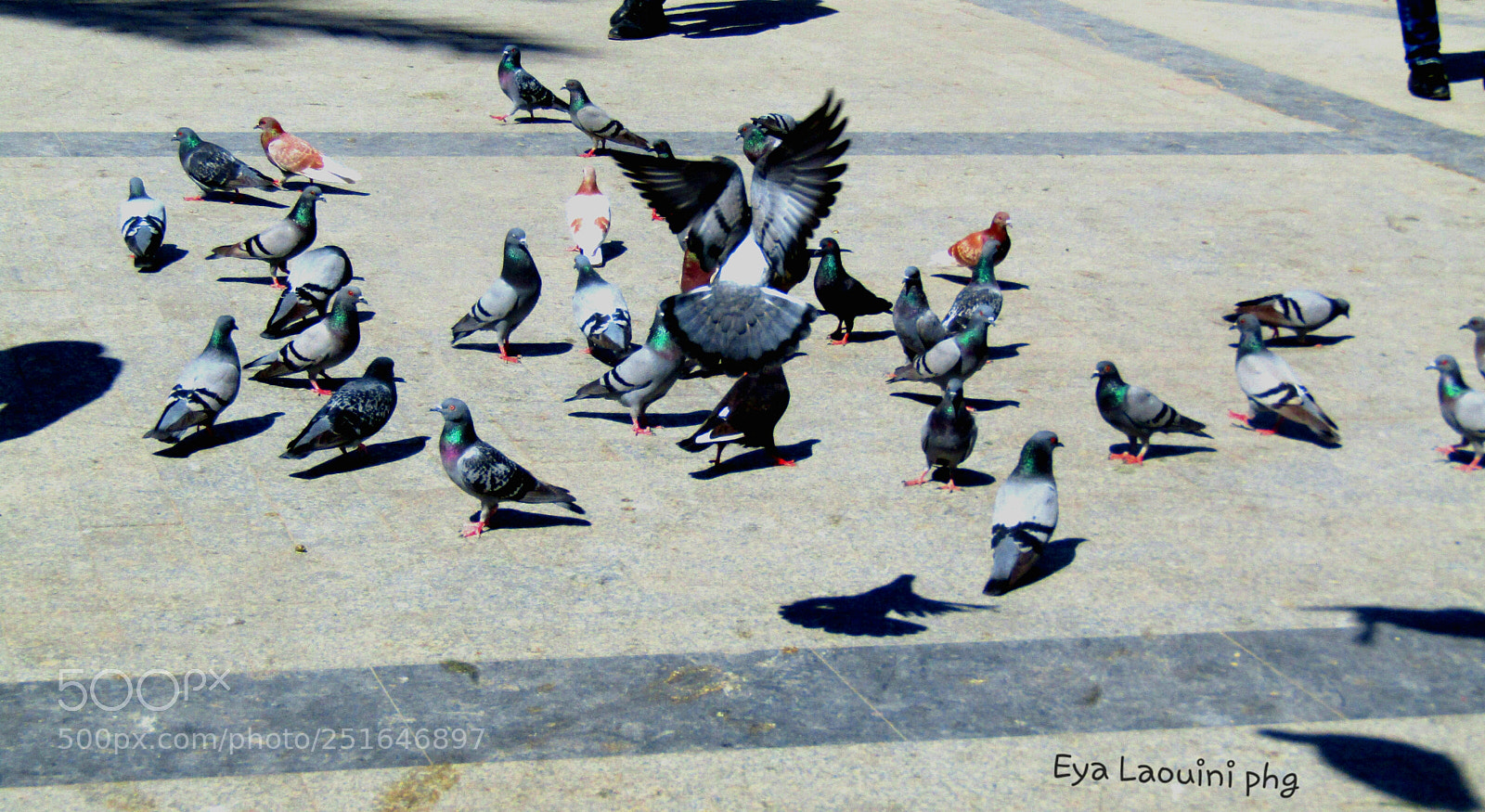 Canon PowerShot SX410 IS sample photo. Birds photography