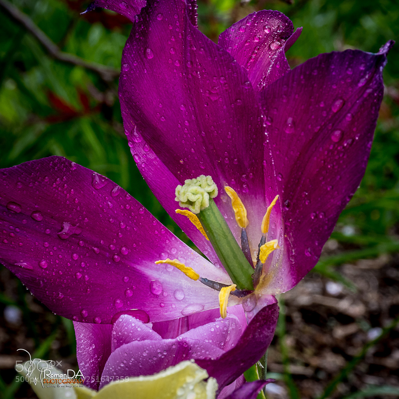 Nikon D7200 sample photo. Open wide photography