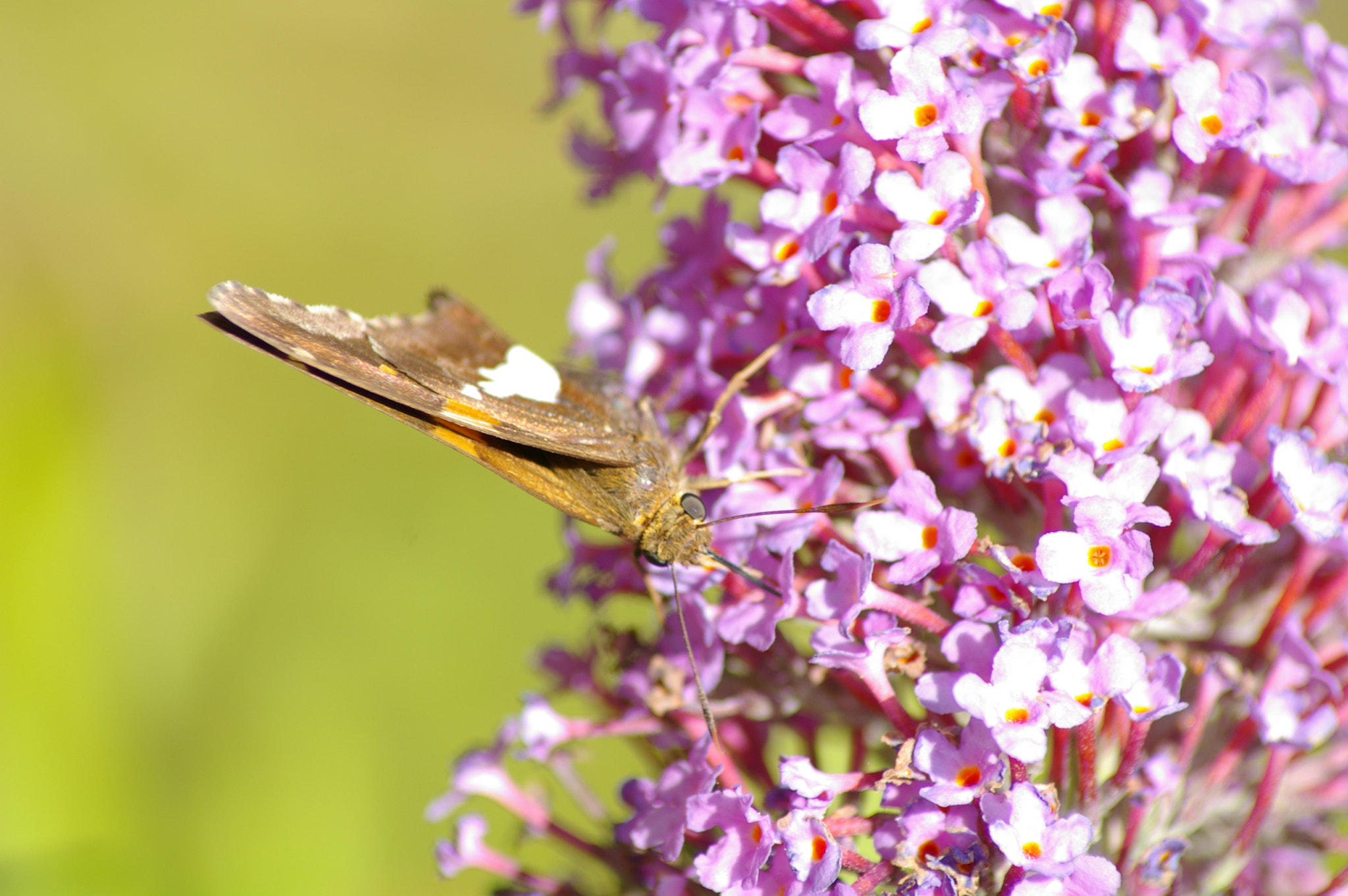 Tamron AF 70-300mm F4-5.6 LD Macro 1:2 sample photo. Hard at work photography