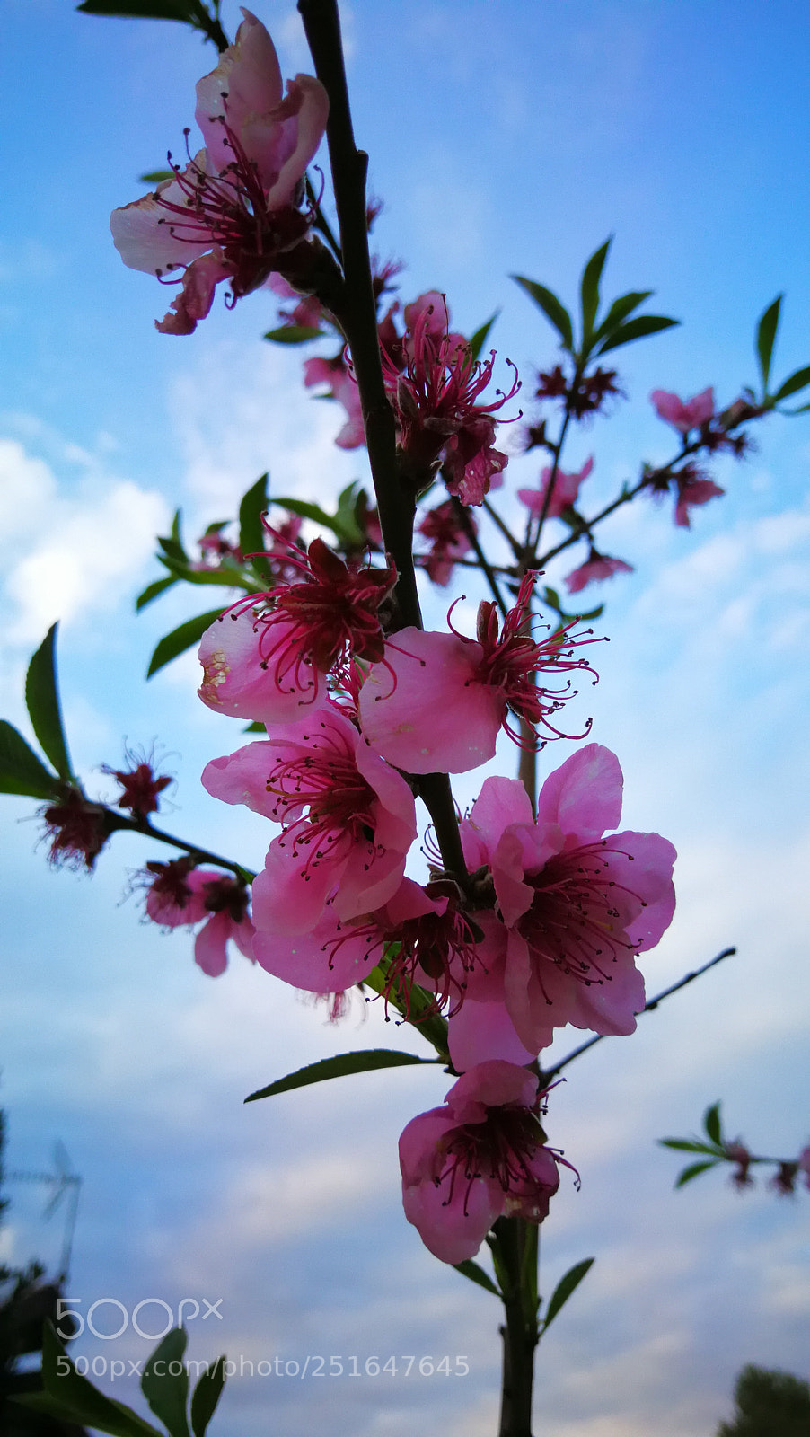 HUAWEI Mate 9 sample photo. Untitled photography
