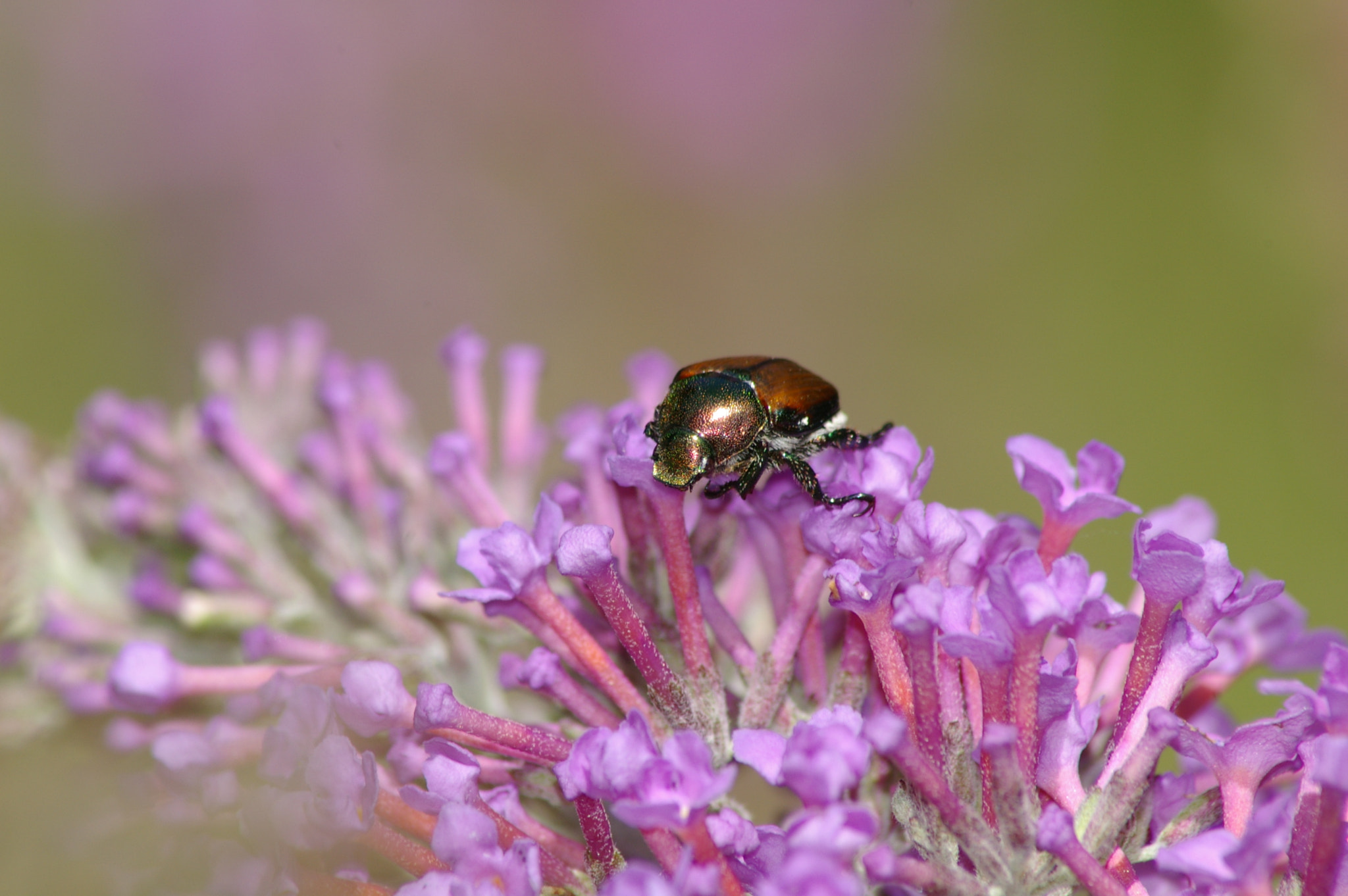 Tamron AF 70-300mm F4-5.6 LD Macro 1:2 sample photo. Exploring his world photography