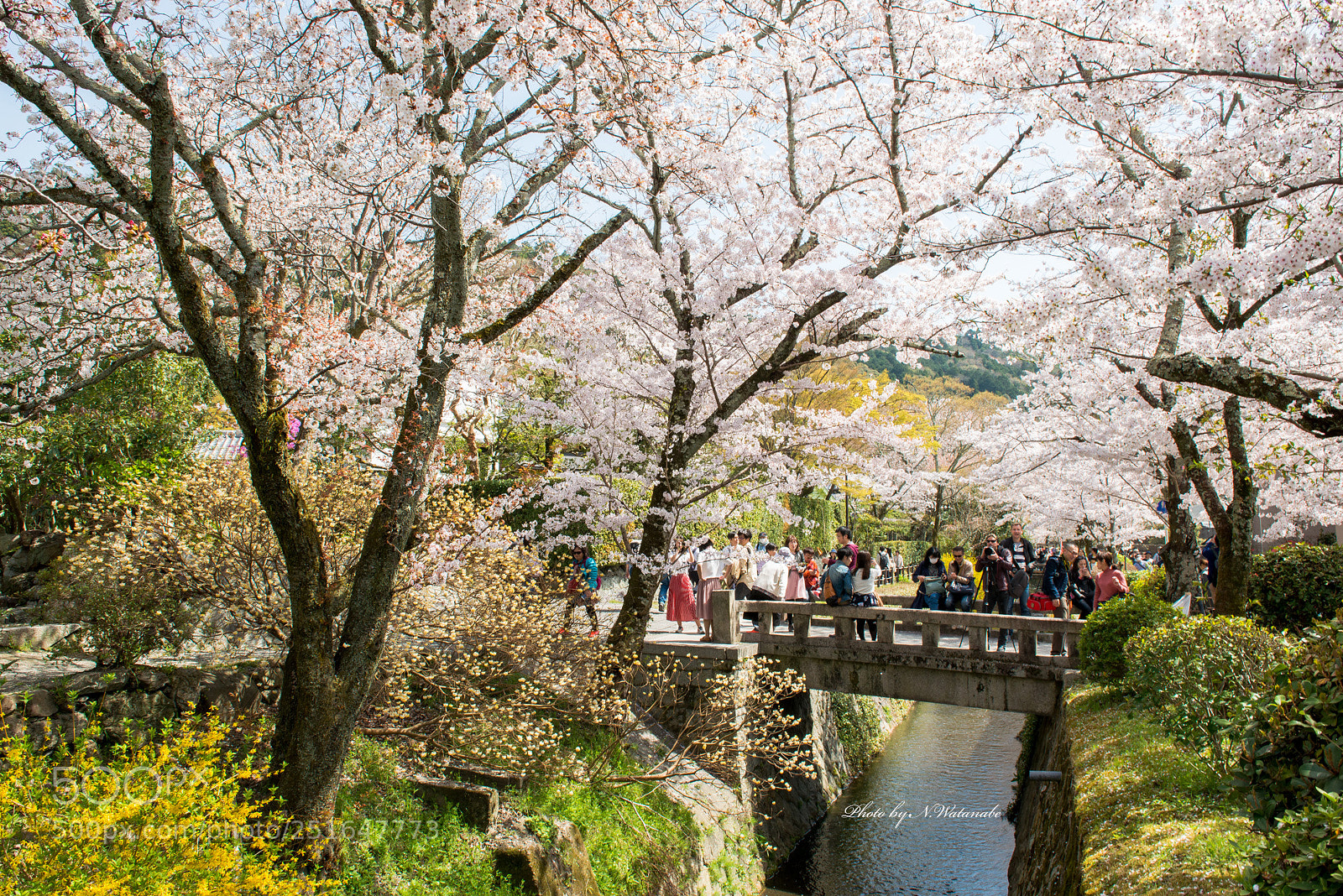 Nikon D800 sample photo. Sakura photography