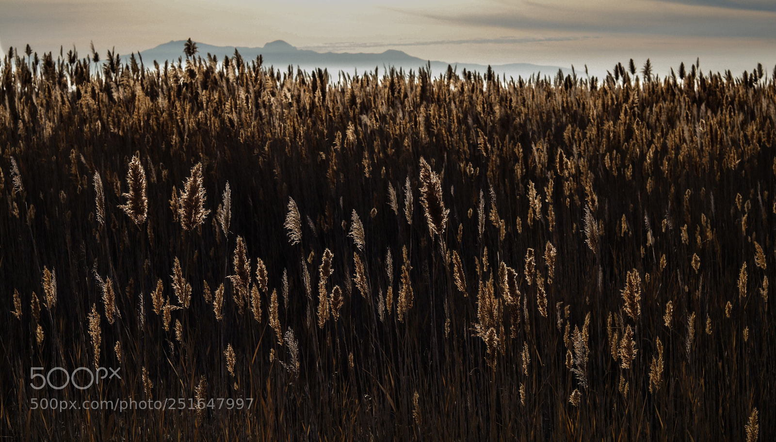 Canon EOS 80D sample photo. Cat tails photography