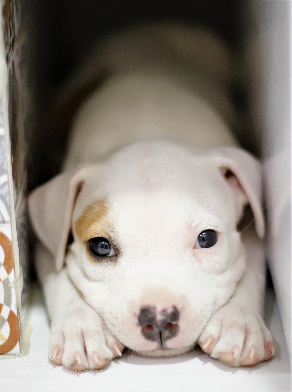 Canon EOS 6D Mark II sample photo. Athena photography