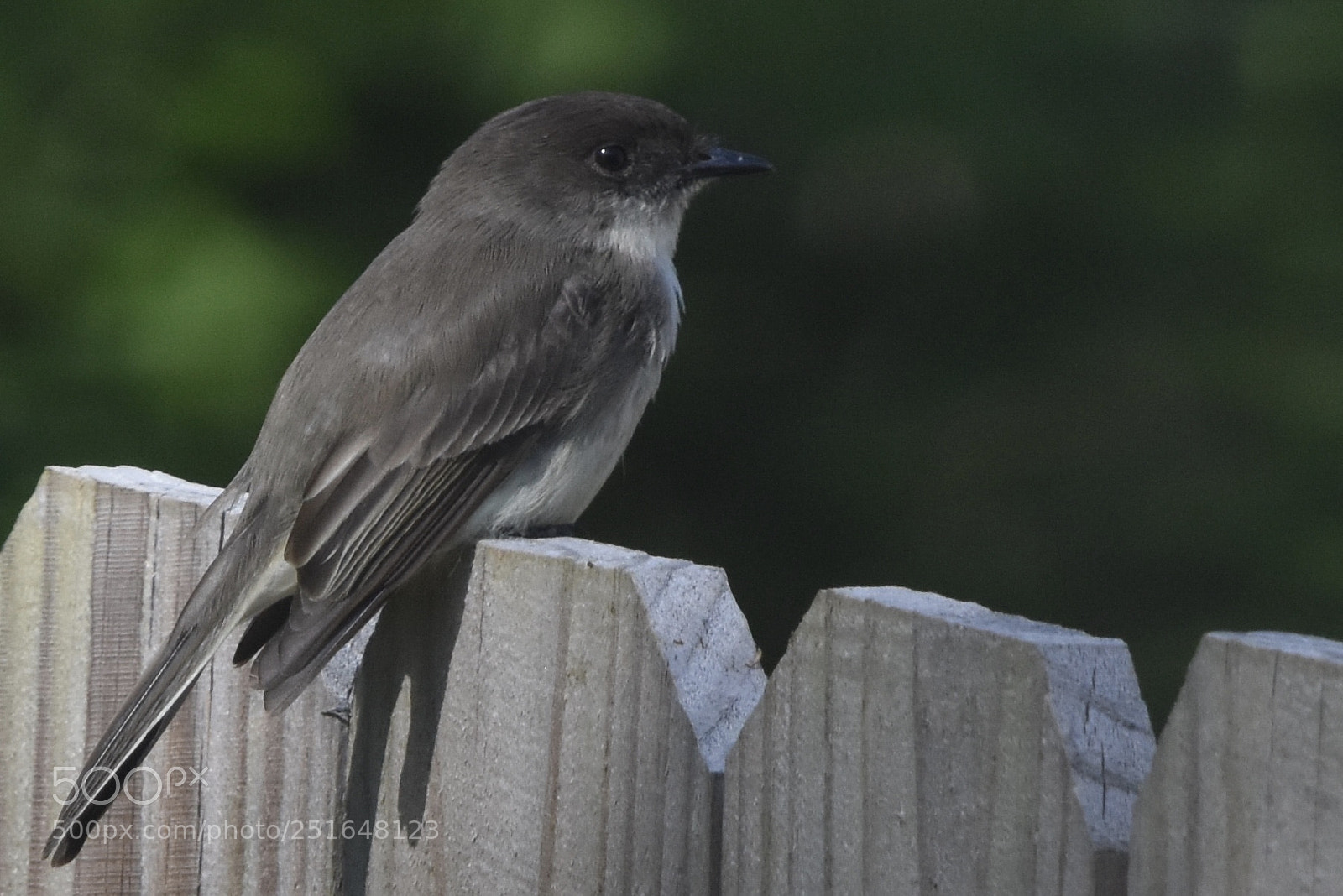 Nikon D7200 sample photo. Untitled photography