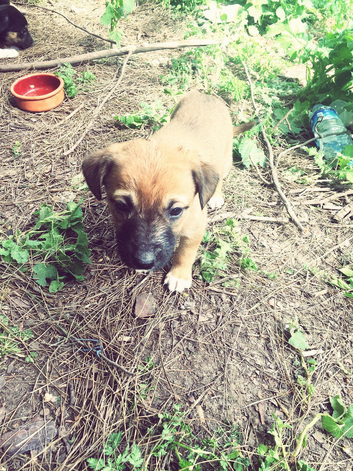 Apple iPhone 6 sample photo. Dog ??? photography