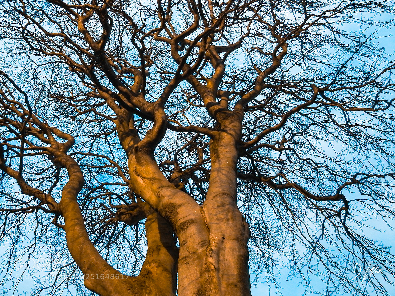 Nikon Coolpix P900 sample photo. Evening trees photography