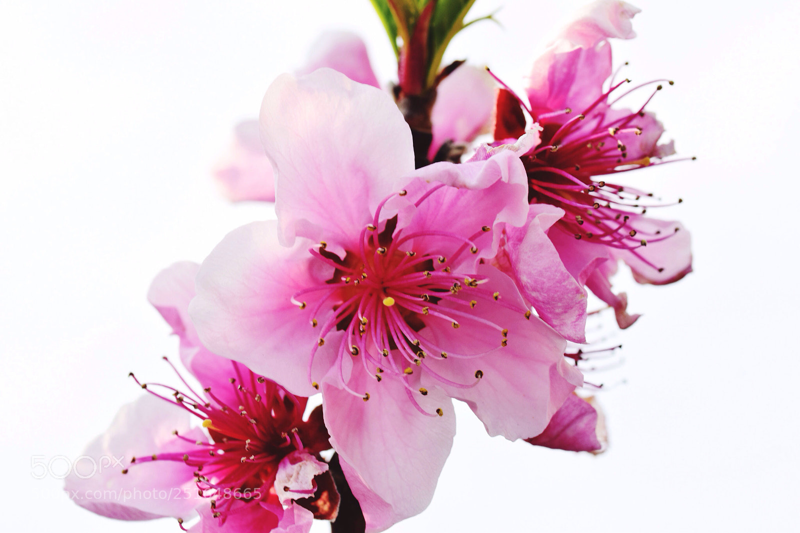 Nikon D3300 sample photo. Cherry blossoms  photography