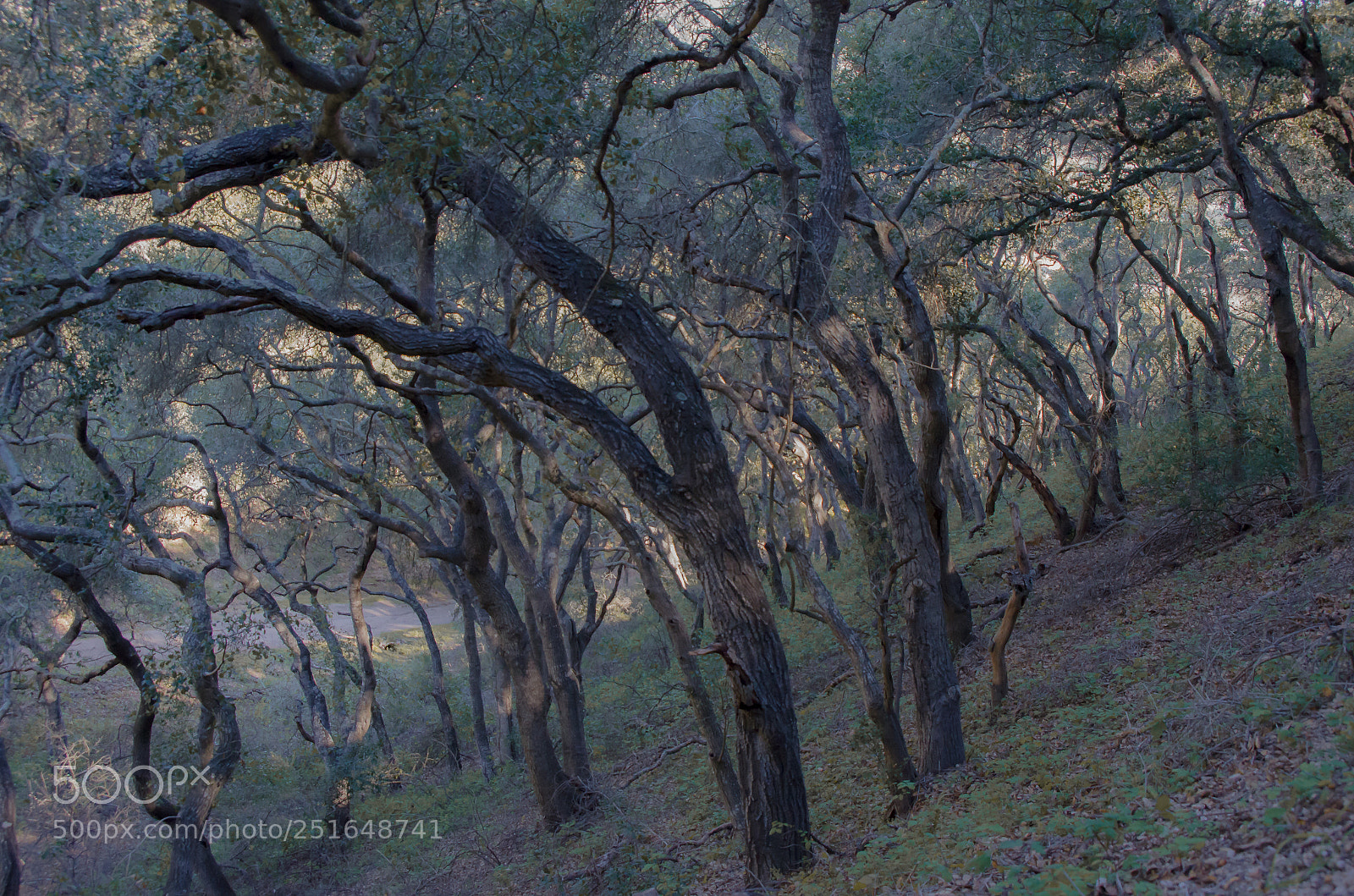 Nikon D5100 sample photo. Oak groves photography