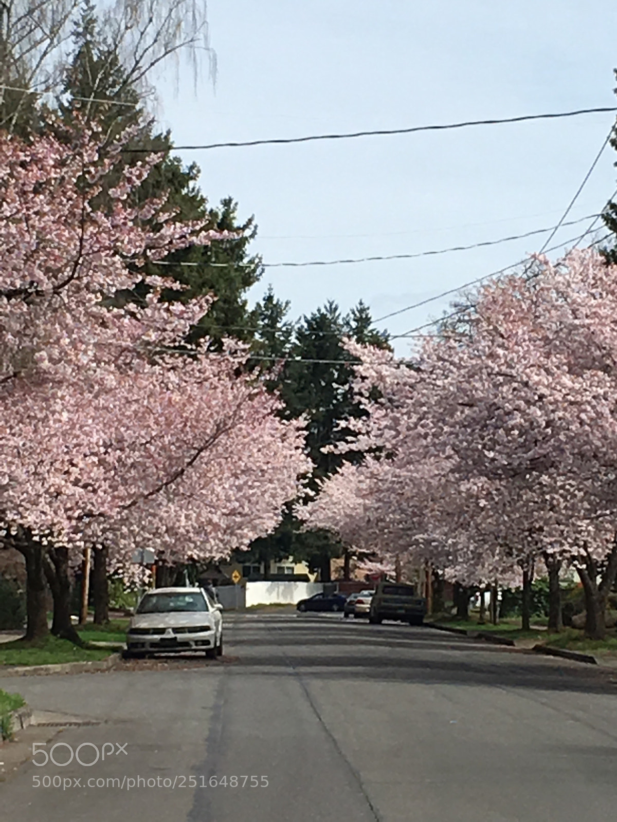 Apple iPhone 6s Plus sample photo. Springtime blossoms  photography