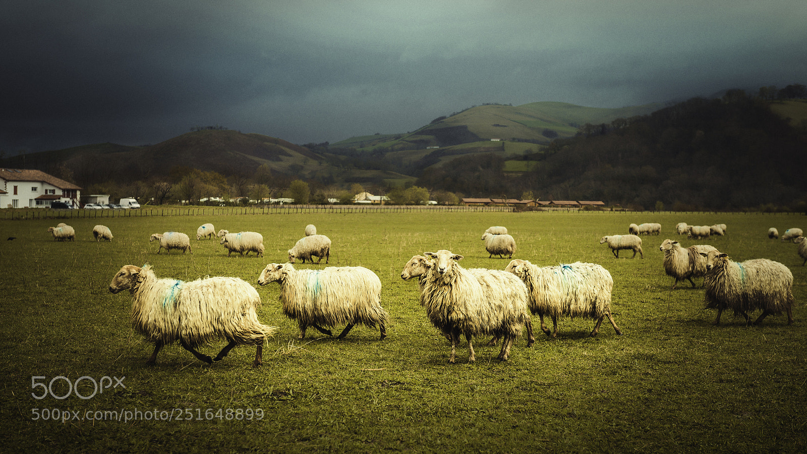 Nikon D600 sample photo. The flock photography