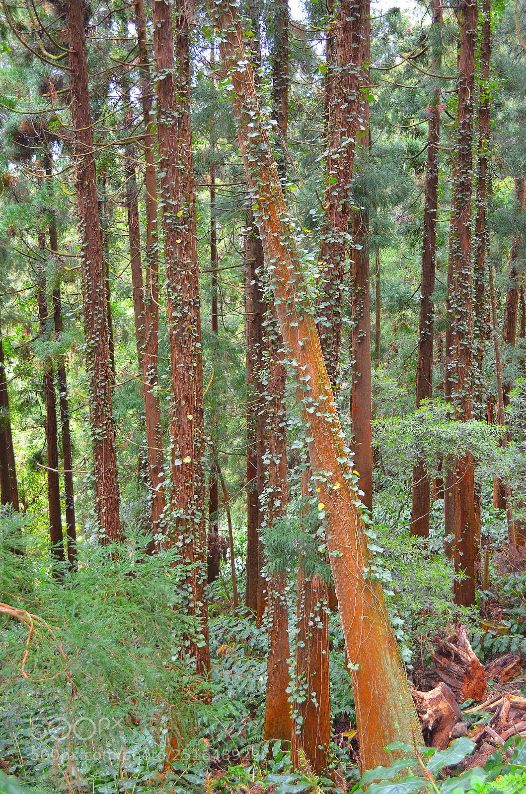 Nikon D5100 sample photo. Trees photography