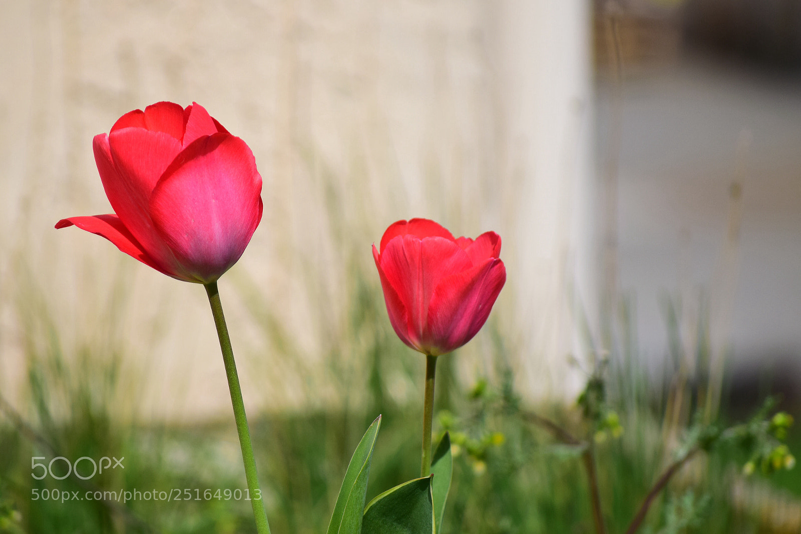 Nikon D3300 sample photo. Two red tulips photography