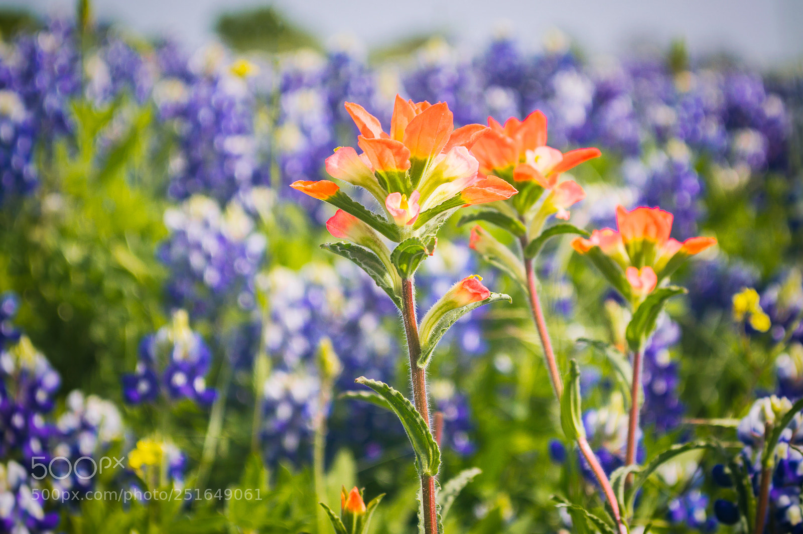 Nikon D3200 sample photo. Spring in texas photography