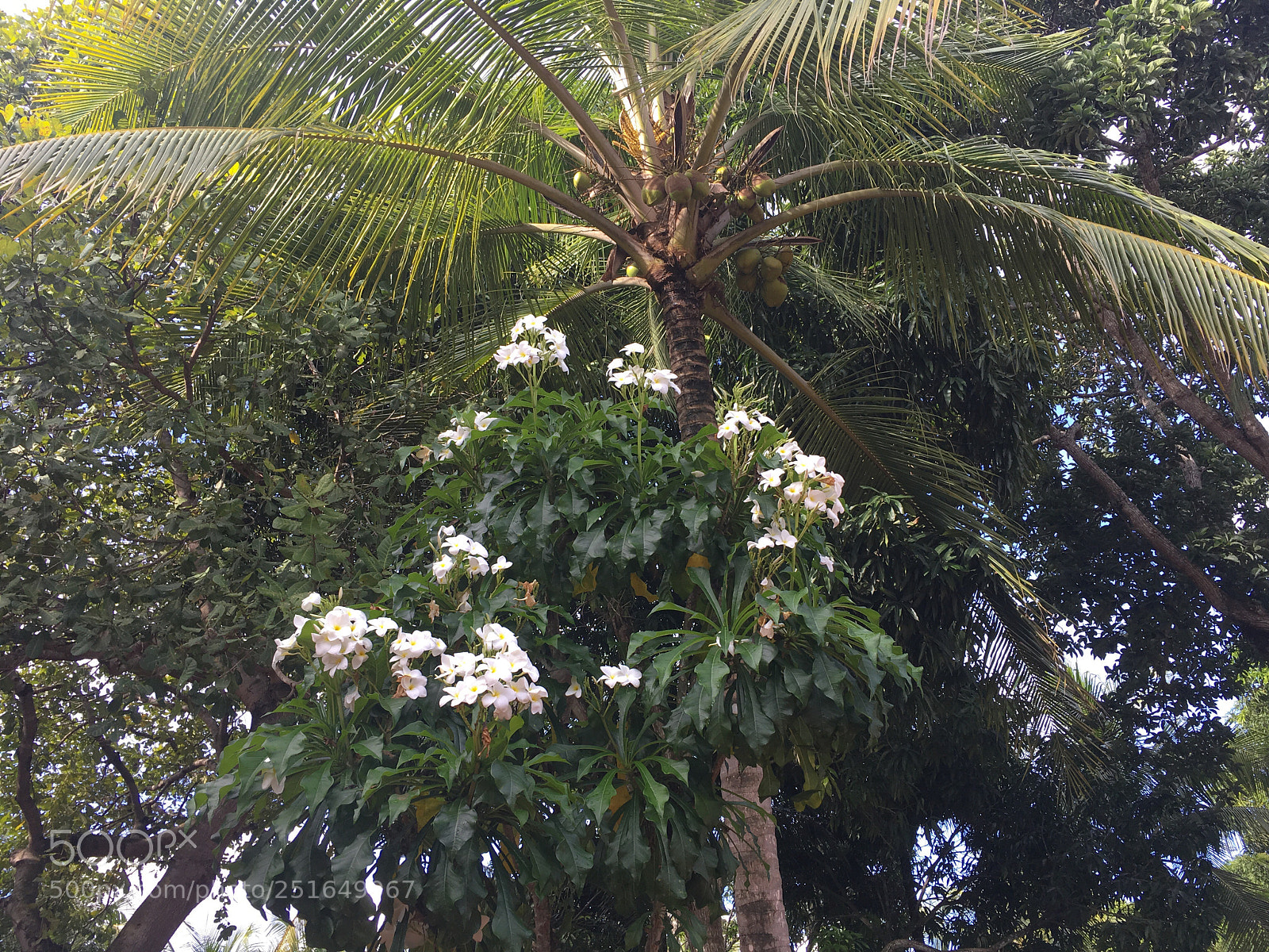 Apple iPhone 6s sample photo. Tropical city photography