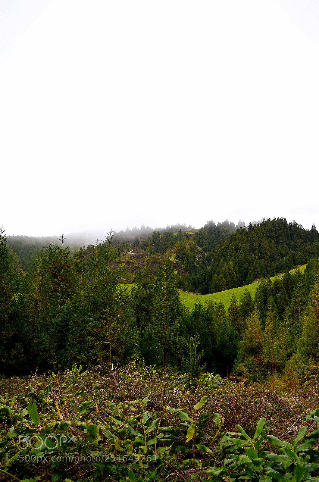 Nikon D5100 sample photo. Green photography