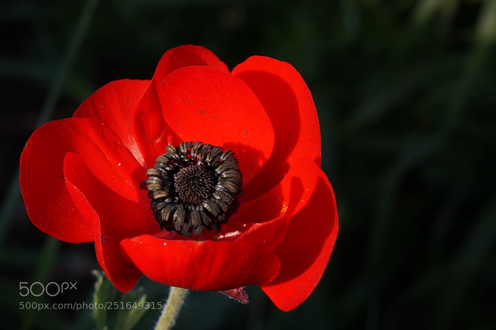 Sony Alpha NEX-5R sample photo. Pop of red photography