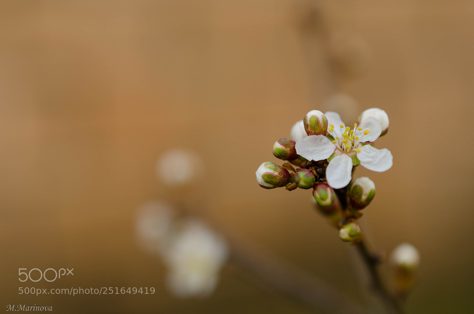 Nikon D7000 sample photo. The color of the photography