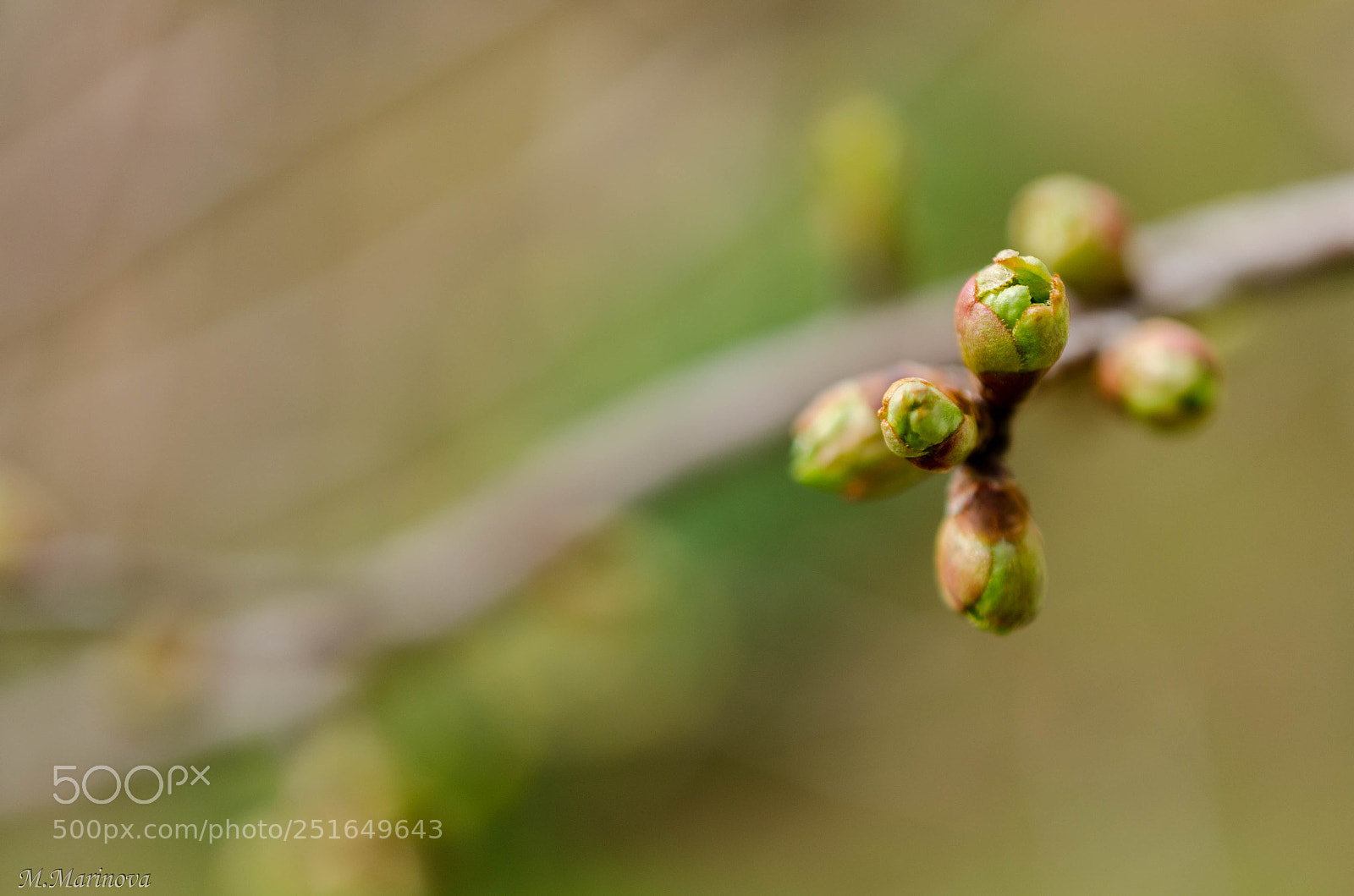 Nikon D7000 sample photo. Life is born from photography