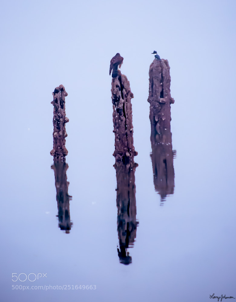 Nikon D60 sample photo. Foggy drama photography