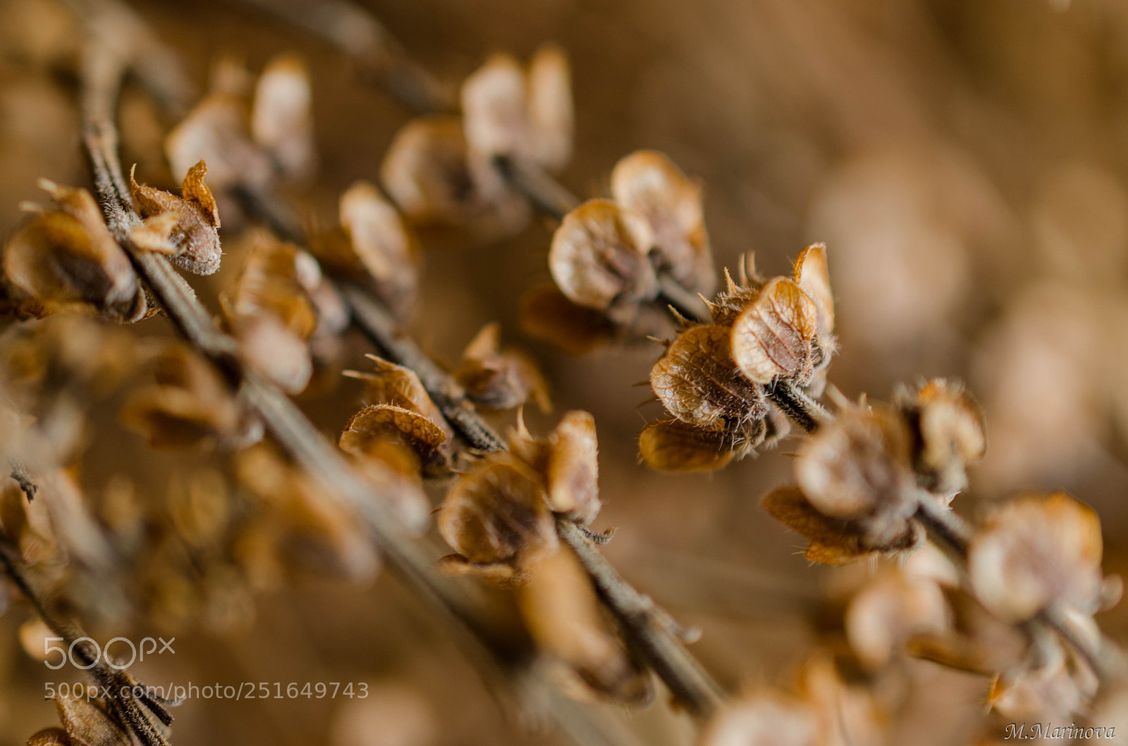 Nikon D7000 sample photo. Seeds photography