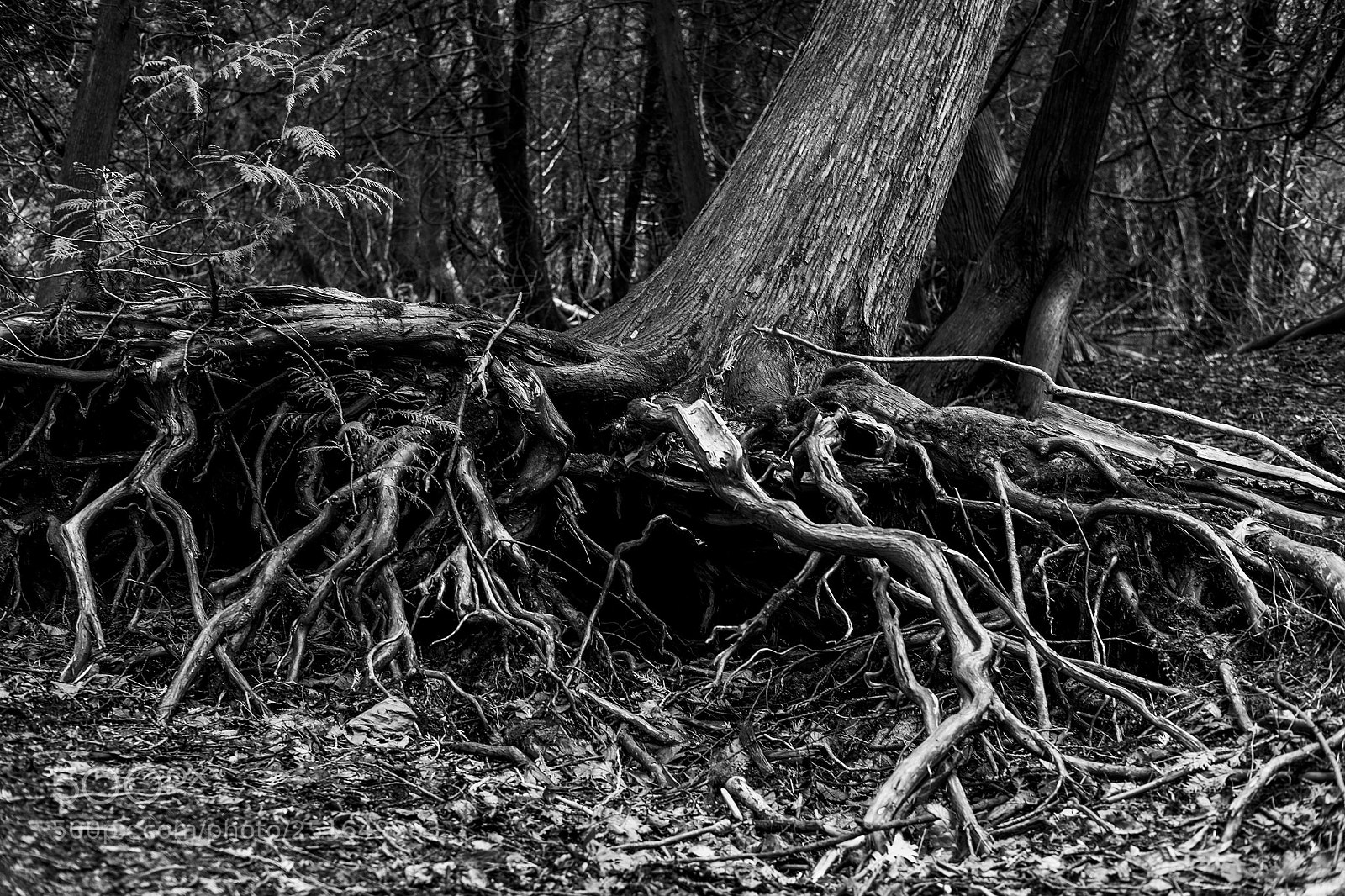 Fujifilm X-T1 sample photo. Roots photography