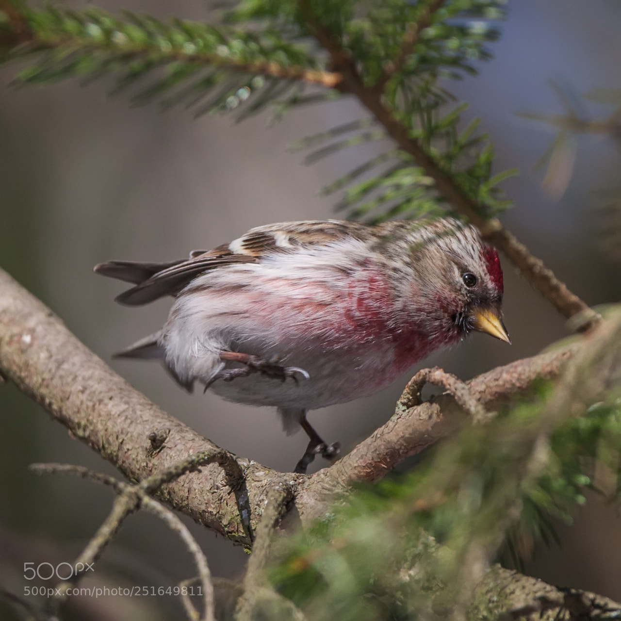 Canon EOS 5D Mark II sample photo. Common redpoll photography