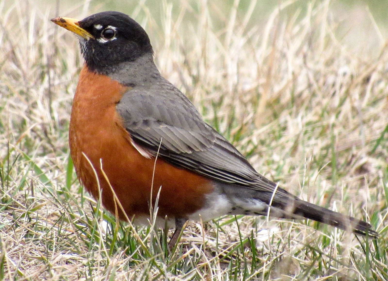 Canon PowerShot SX520 HS sample photo. Robin red breast photography