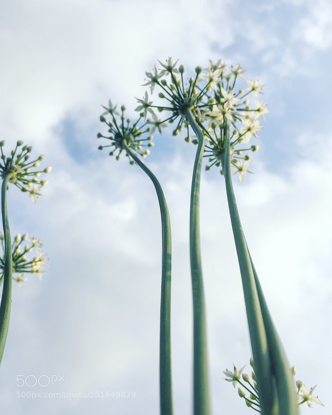 Apple iPhone 6s sample photo. Garlic chives photography