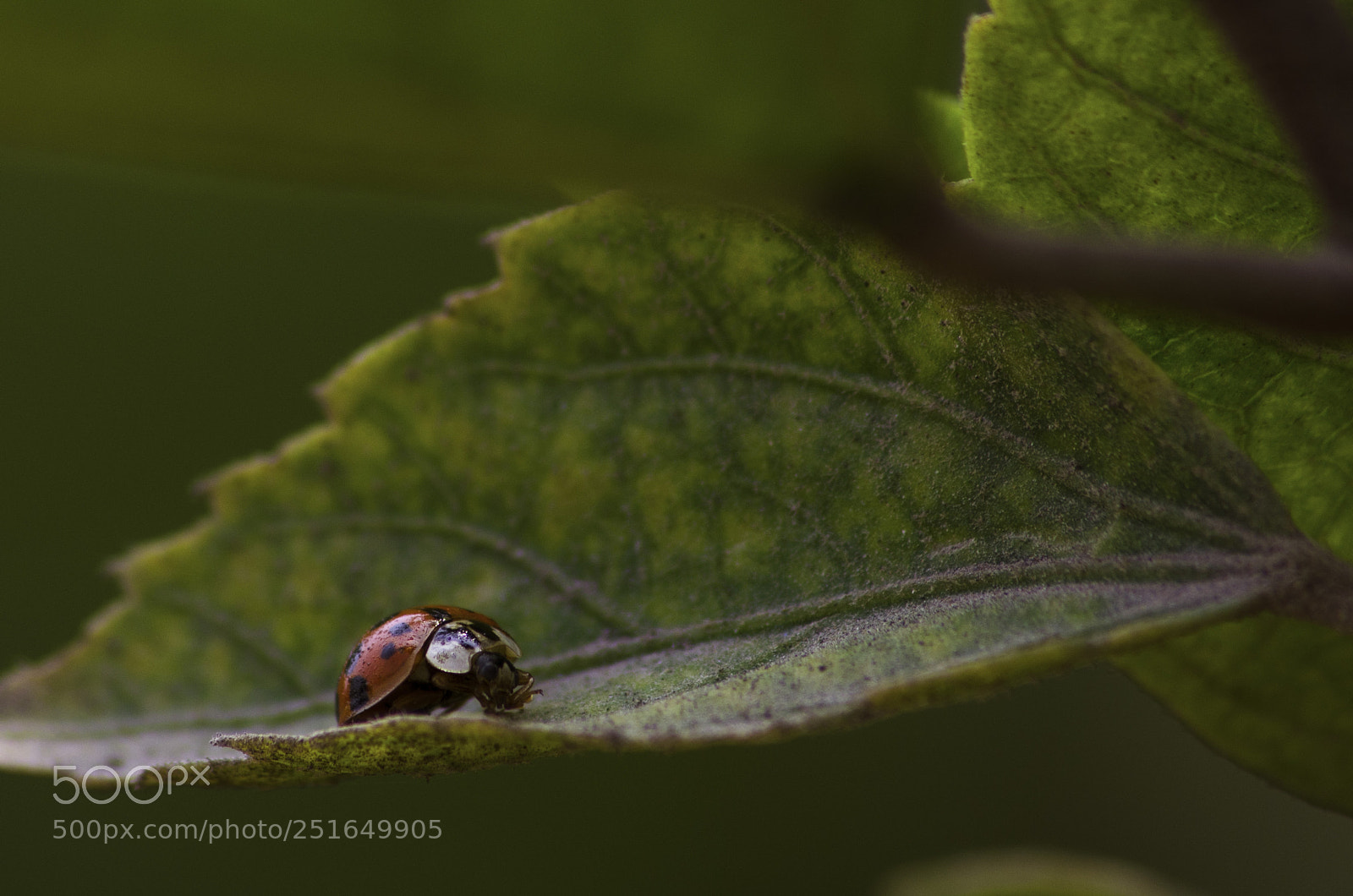 Nikon D5100 sample photo. Ladybug details photography