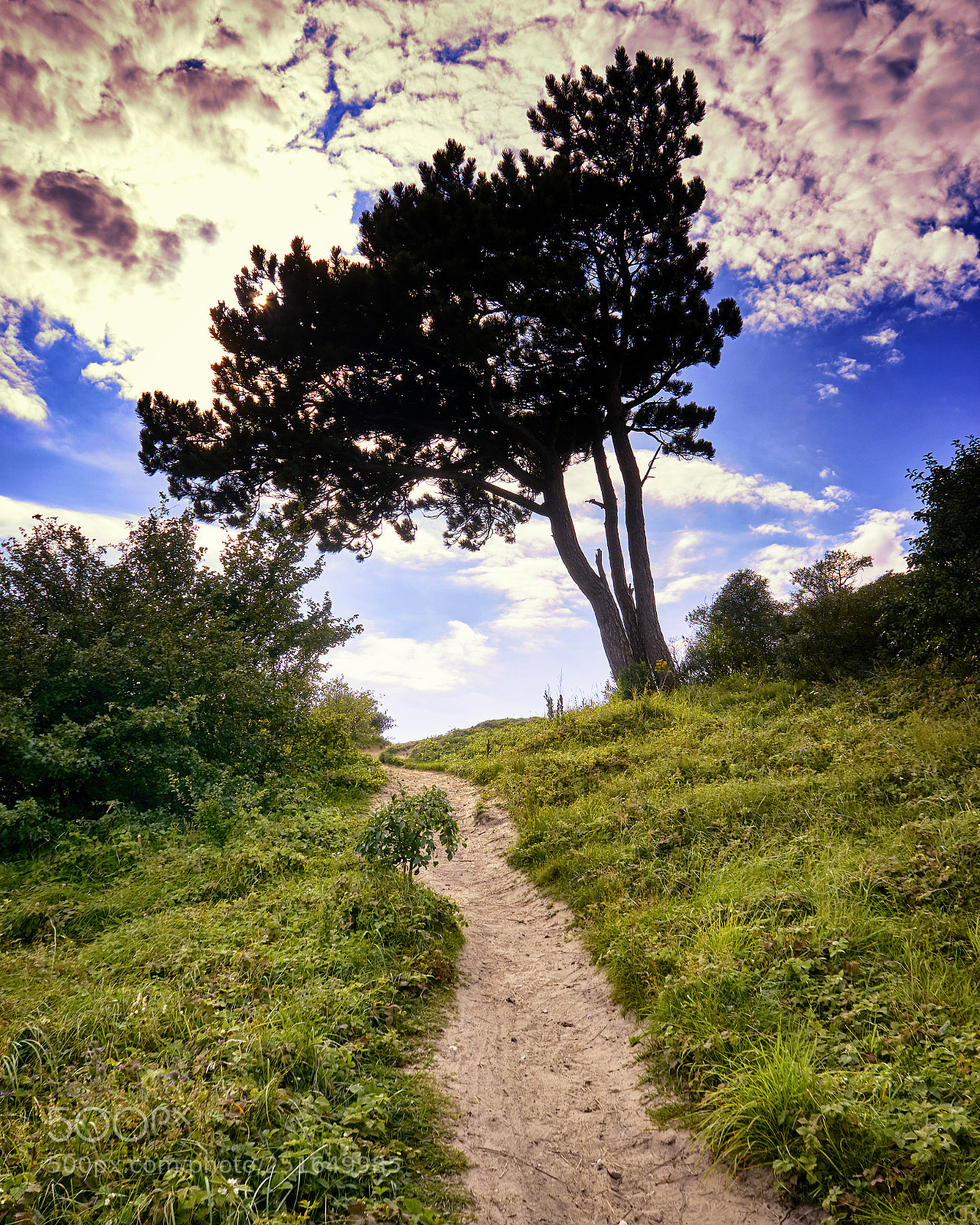 Sony a6000 sample photo. Weg zum baum photography