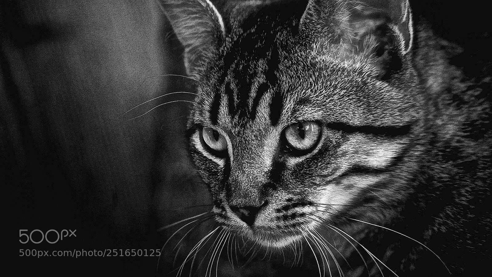 Pentax K-1 sample photo. The long stare photography