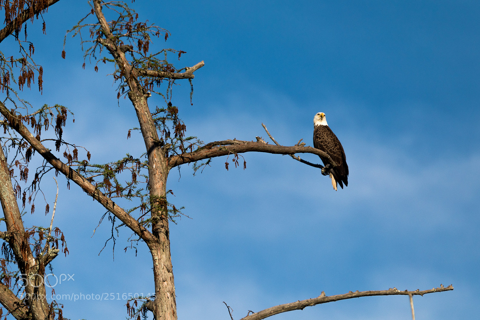 Canon EOS 5D Mark IV sample photo. Bald eagle photography
