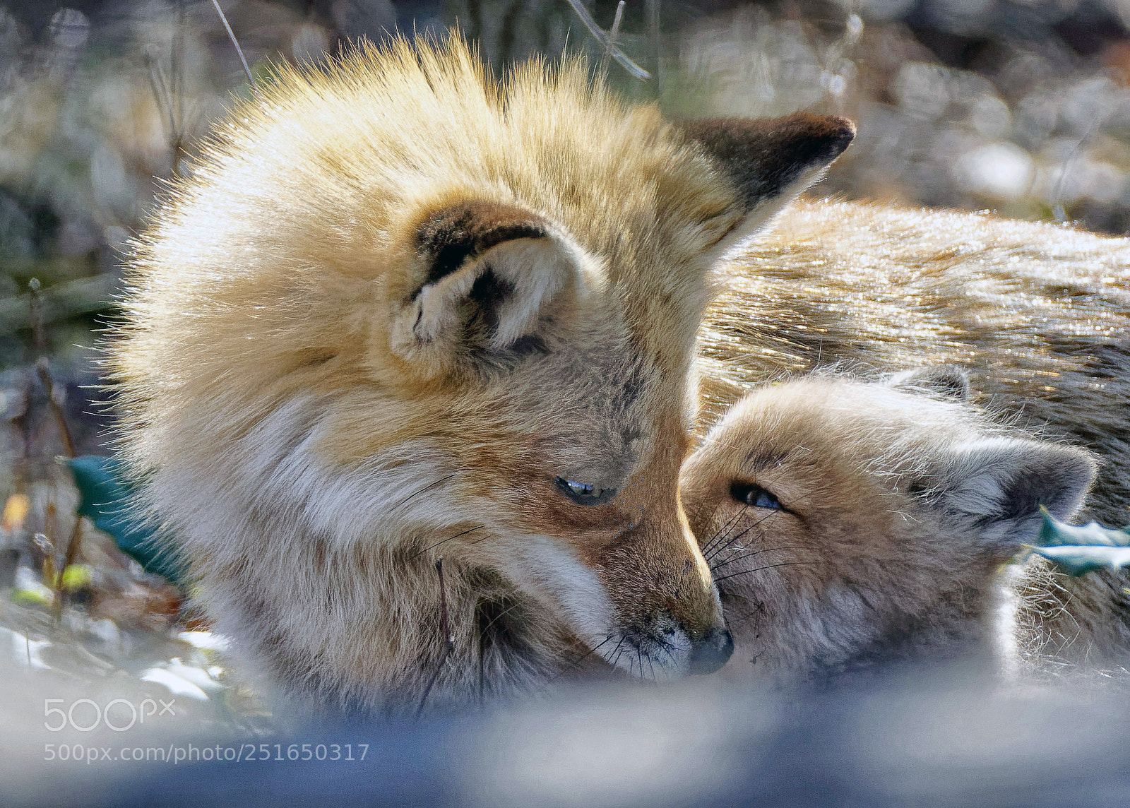 Sony ILCA-77M2 sample photo. Motherly love photography