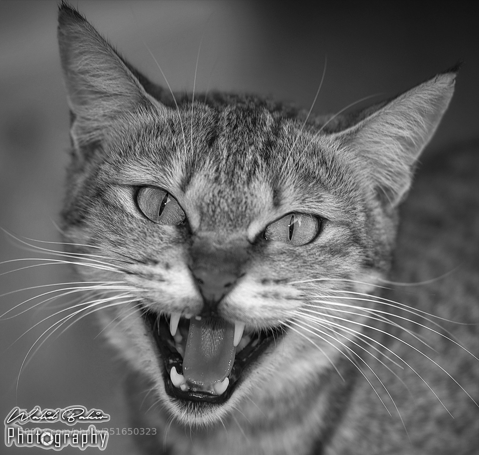 Nikon D610 sample photo. The angry cat photography