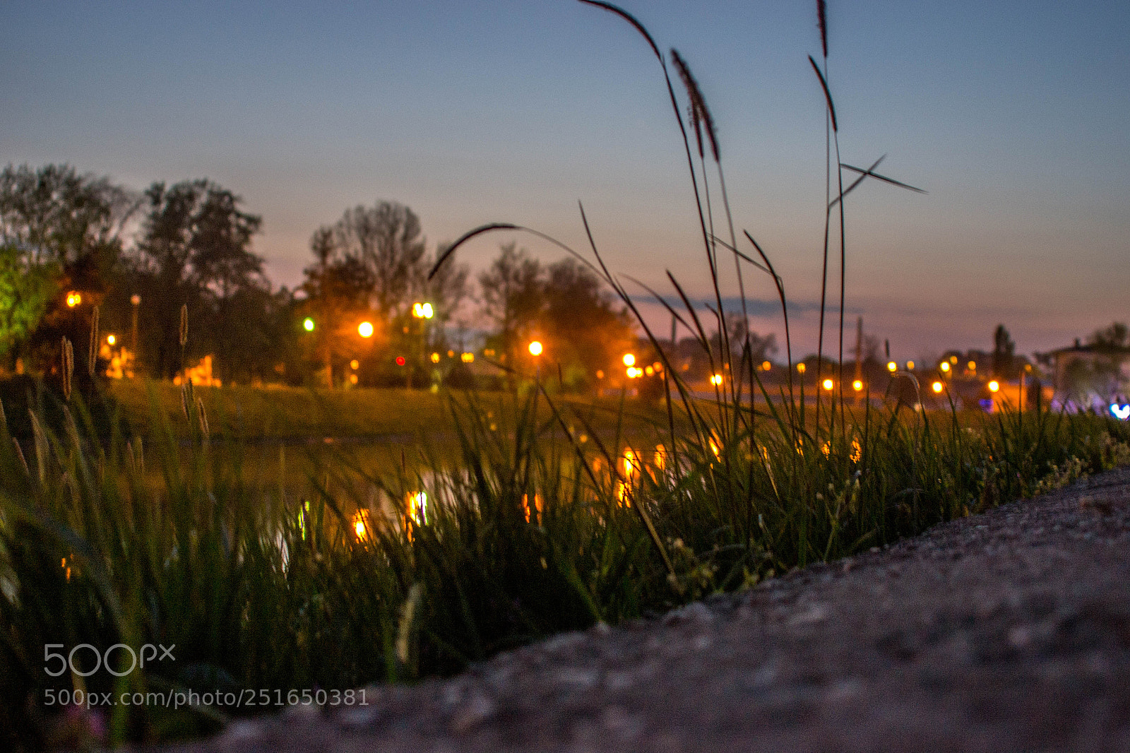 Nikon D3100 sample photo. Just grass .. photography