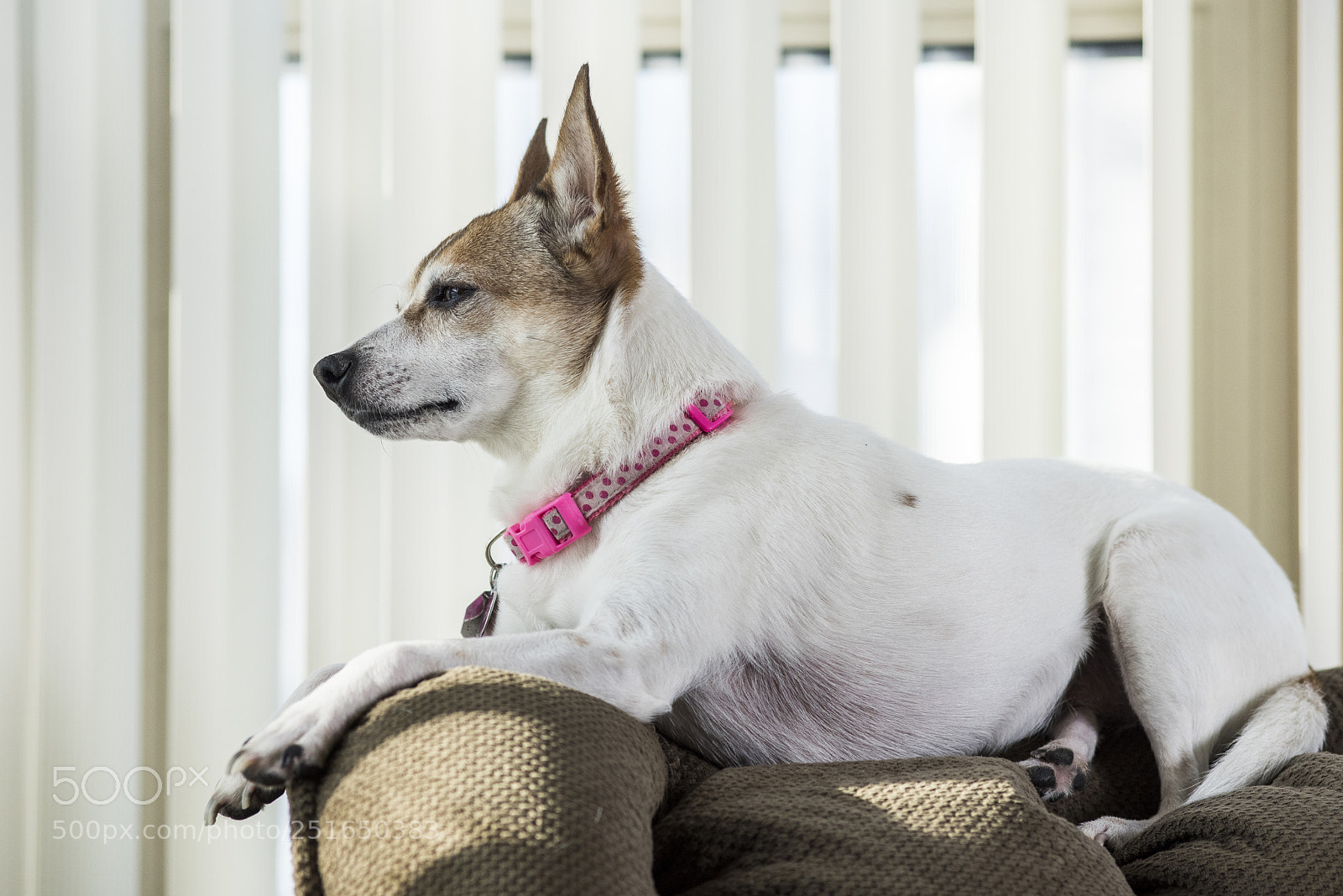 Nikon D810 sample photo. Keeping watch photography