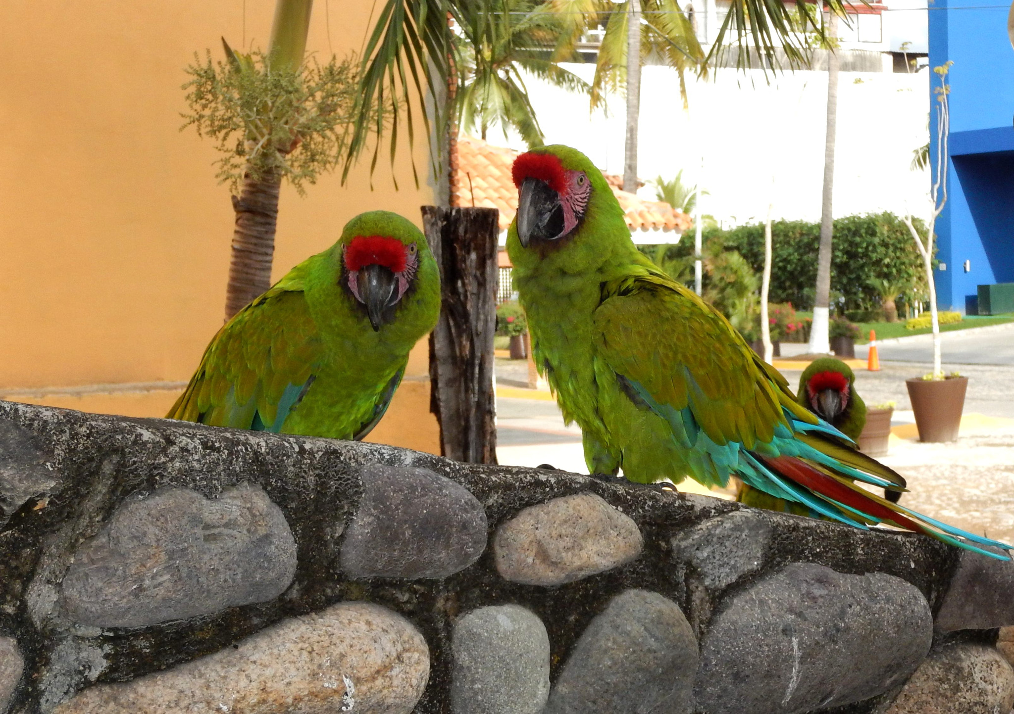 Nikon Coolpix AW120 sample photo. Parrot guilty look photography