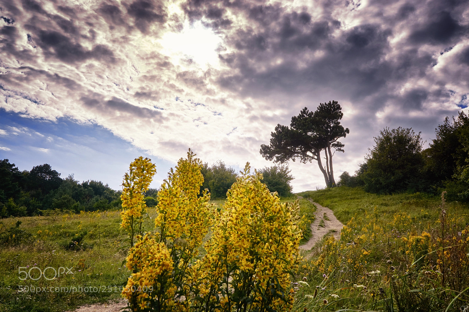 Sony a6000 sample photo. Baum unter wolken photography