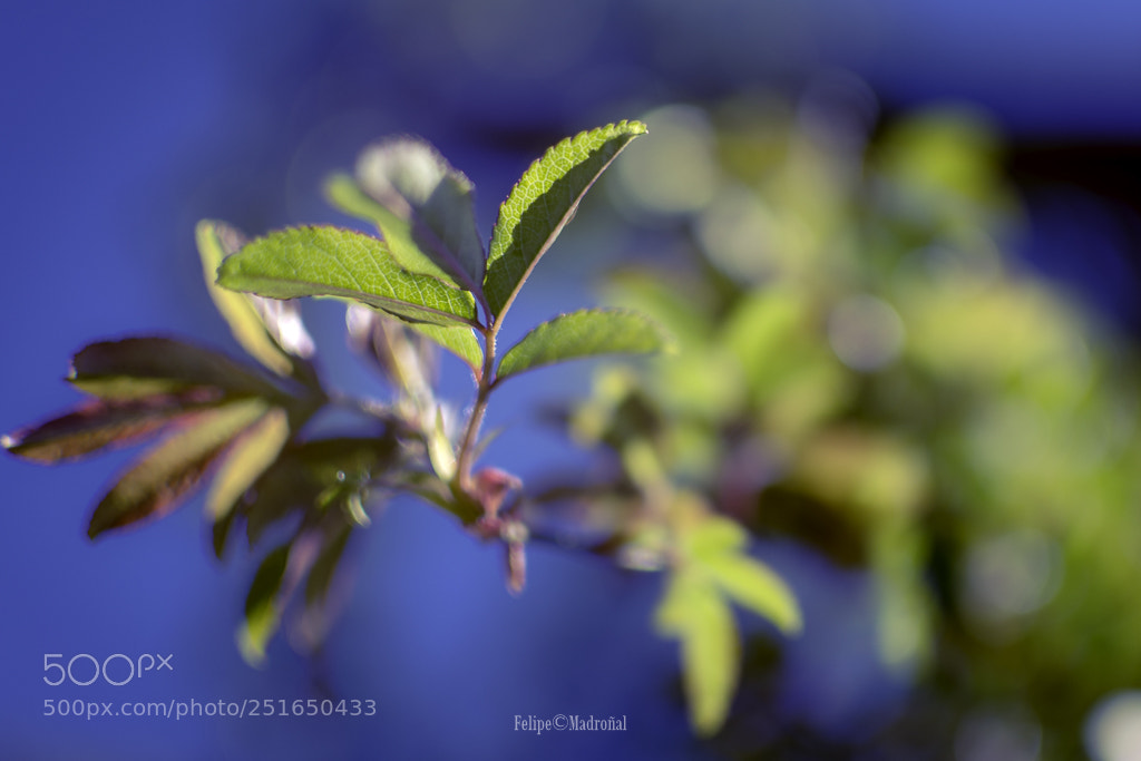 Nikon D5200 sample photo. Ganas de primavera photography