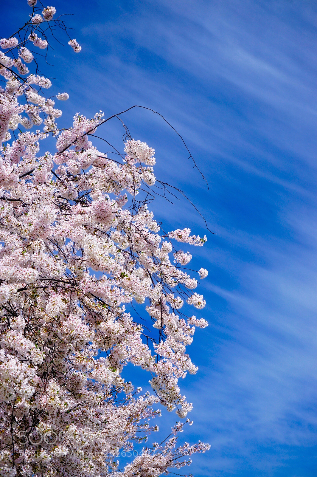 Sony a6000 sample photo. Blossoms and sky photography