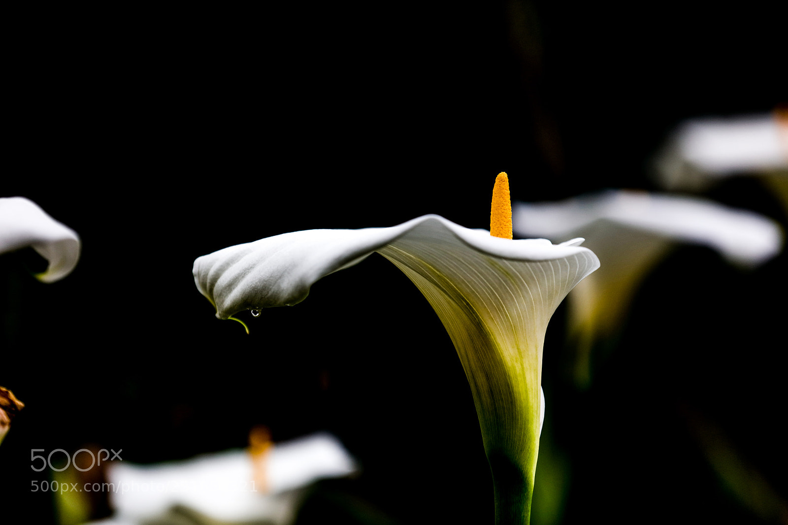 Canon EOS 5DS R sample photo. 黑白世界 photography