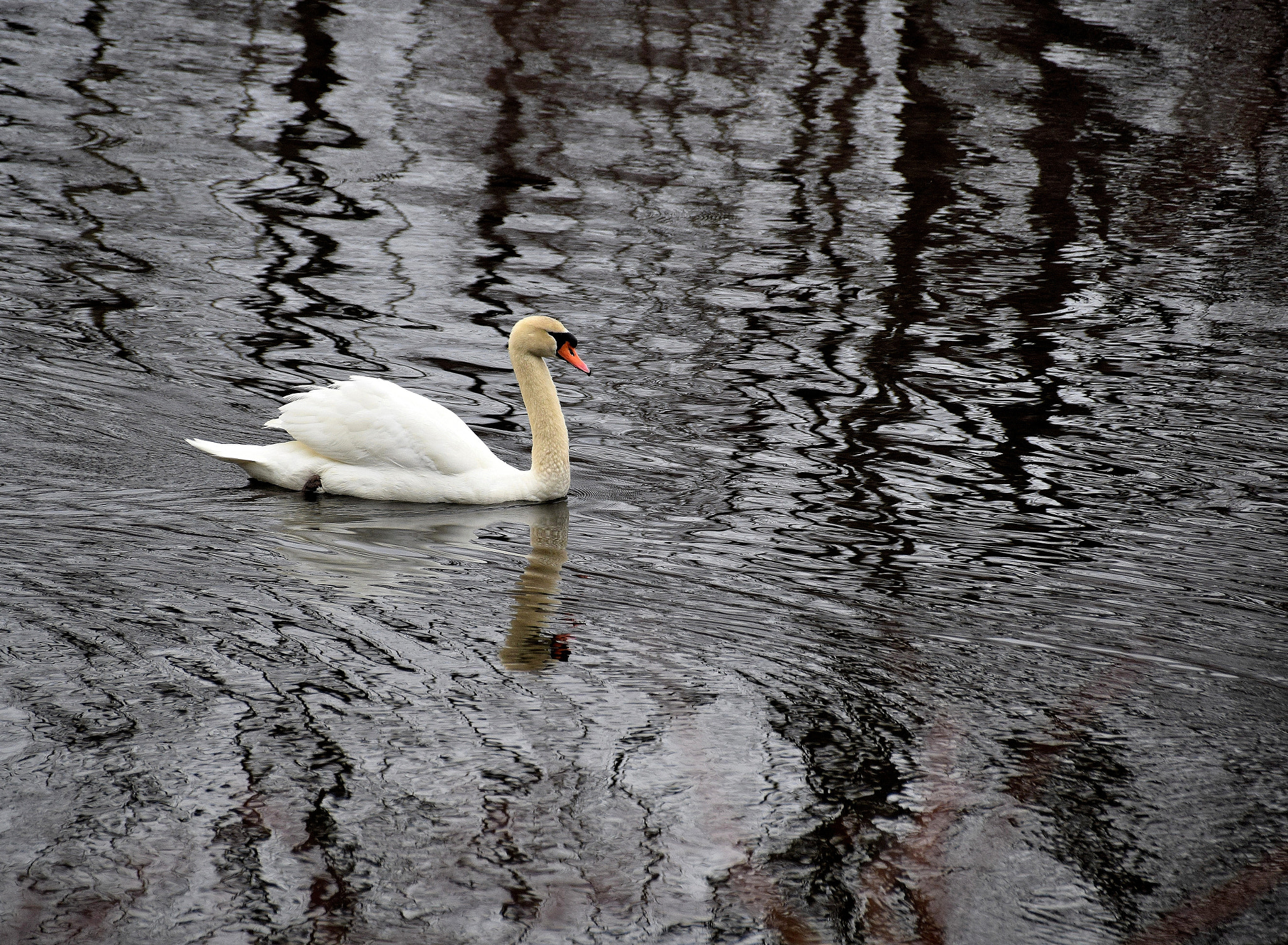 Nikon D5300 + Sigma 18-250mm F3.5-6.3 DC Macro OS HSM sample photo. Reflections photography