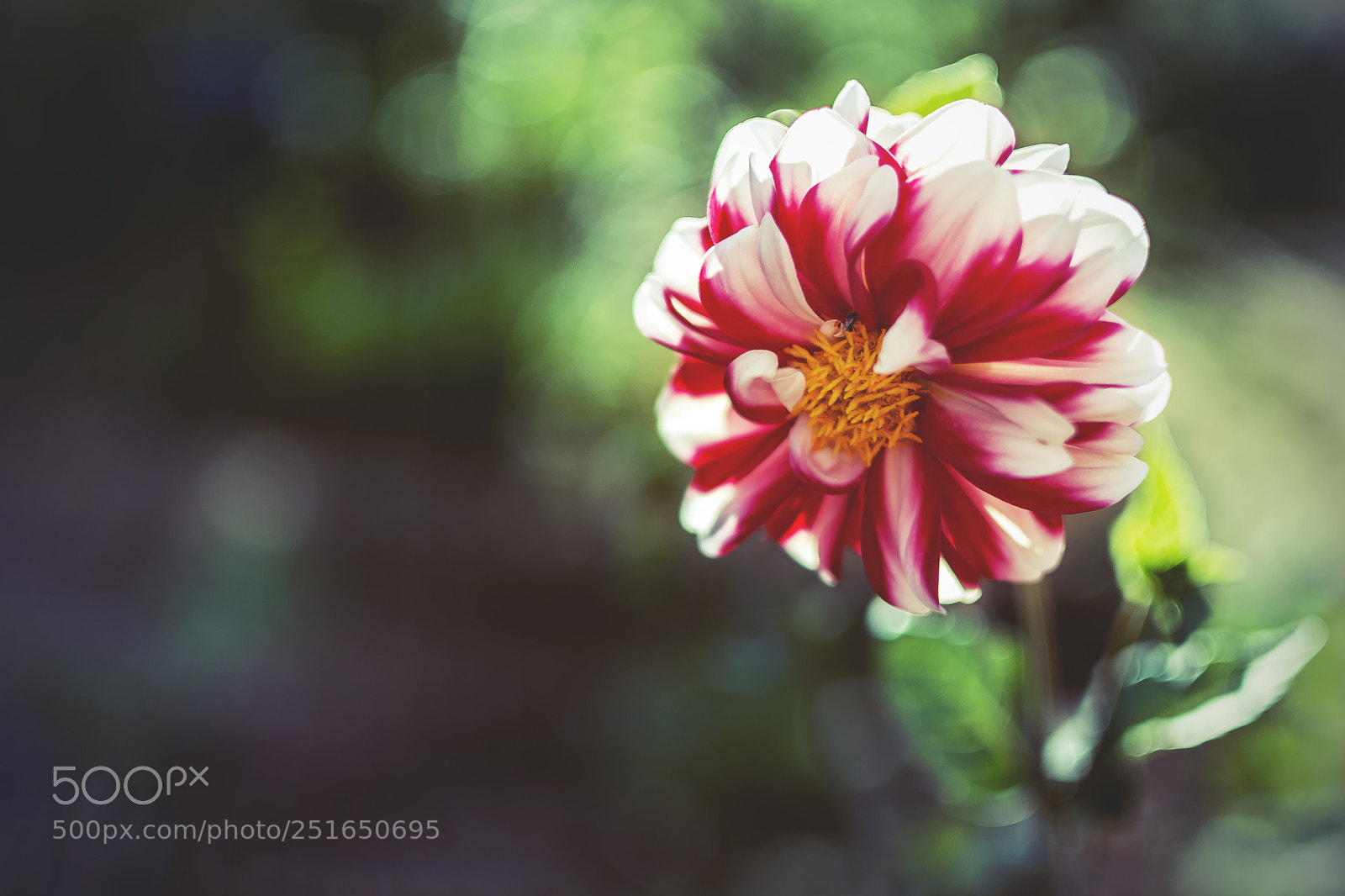 Nikon D7200 sample photo. Dália. photography