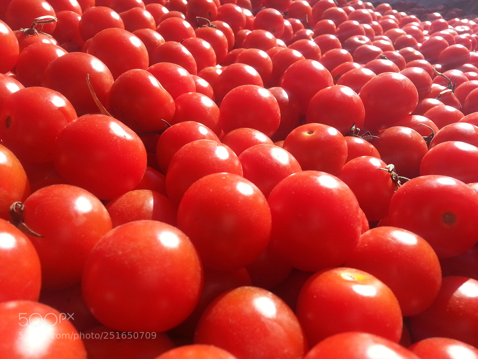 Samsung Galaxy Note2 sample photo. Tomates photography